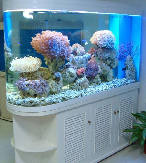 居家養魚風水講究，怎麽養魚招財運？